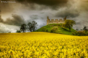 Hume Castle Rapeseed